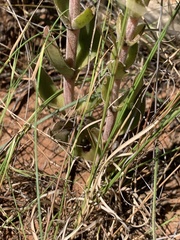 Crassula capitella nodulosa
