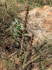 Crassula capitella nodulosa