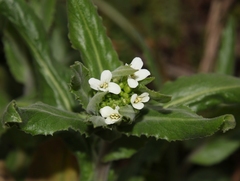 Pseudoturritis turrita