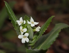 Pseudoturritis turrita