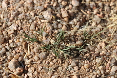 Cleistogenes songorica