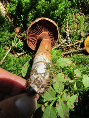 Cortinarius rubellus