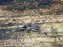 Episinus angulatus