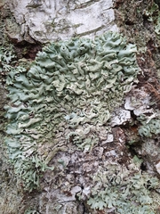 Hypogymnia farinacea