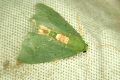 Chlorissa arcana