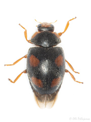 Scymnus frontalis