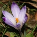 Crocus vernus - Photo (c) Luca Boscain, some rights reserved (CC BY-NC), uploaded by Luca Boscain