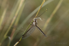 Suhpalacsa subtrahens