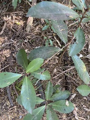 Corynocarpus laevigatus