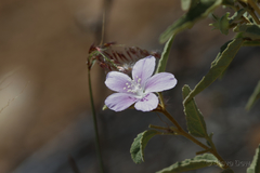 Hibiscus sturtii