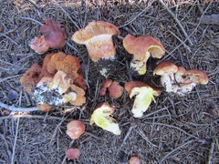 Cortinarius rubicundulus