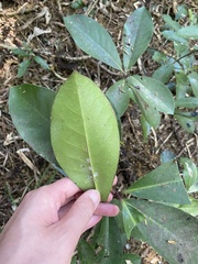 Corynocarpus laevigatus