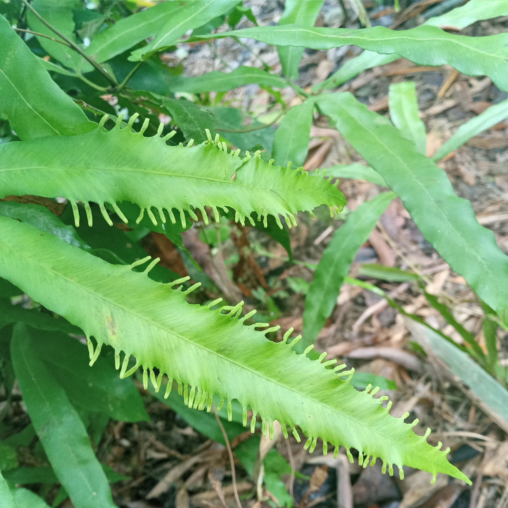 Lygodium auriculatum