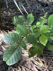 Dysoxylum spectabile