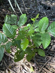 Dysoxylum spectabile