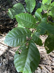 Dysoxylum spectabile