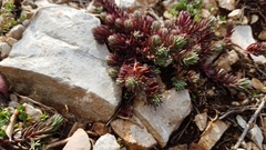 Petrosedum ochroleucum