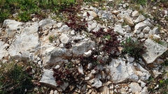 Petrosedum ochroleucum