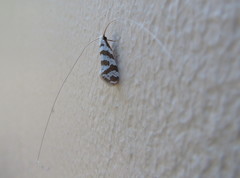 Adelidae