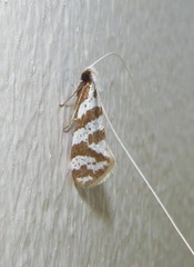 Adelidae