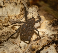 Paleticus subereus