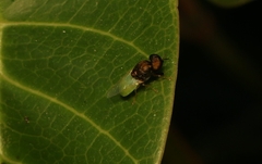 Oplodontha rubrithorax