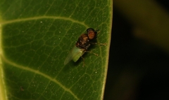 Oplodontha rubrithorax