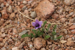 Pulsatilla bungeana
