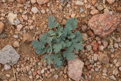 Erodium tibetanum