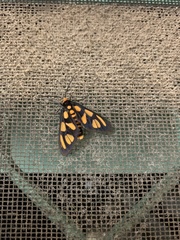 Amata trigonophora