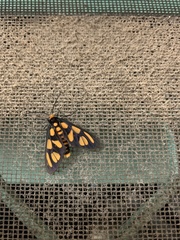 Amata trigonophora