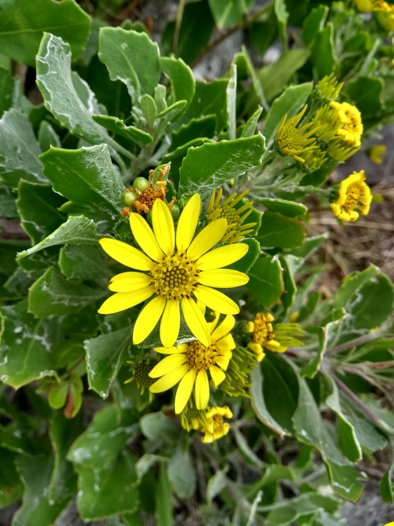 Osteospermum moniliferum, Cape Peninsula, Cape Town, South Africa, by martimmelo