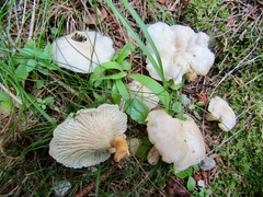 Cantharellus ferruginascens