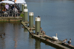 Columba livia domestica