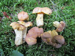 Cantharellus amethysteus