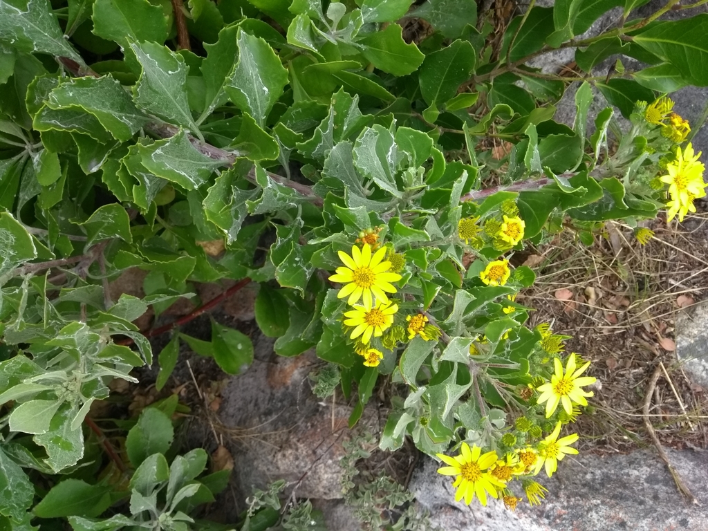 Osteospermum moniliferum, Cape Peninsula, Cape Town, South Africa, by martimmelo
