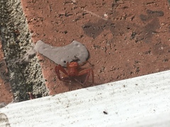 Araneomorphae