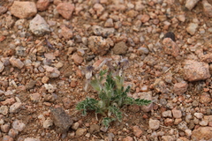 Pulsatilla bungeana