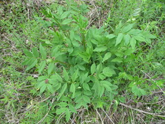 Vicia venosa baicalensis