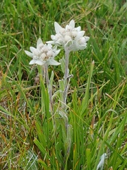 Leontopodium ochroleucum
