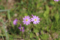 Primula nutans
