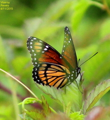 Limenitis archippus watsoni