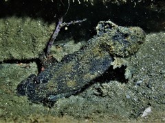 Paraploactis kagoshimensis