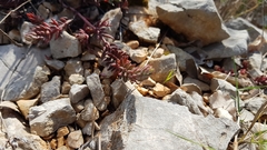 Petrosedum ochroleucum