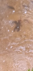 Euastacus