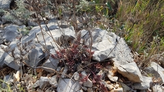 Petrosedum ochroleucum