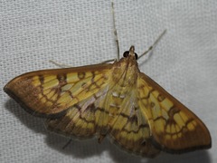 Mimorista subcostalis