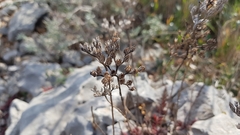 Petrosedum ochroleucum