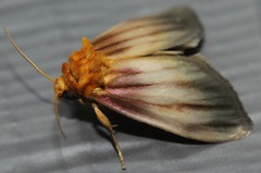 Eulithosia plesioglauca