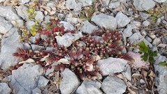 Petrosedum ochroleucum
